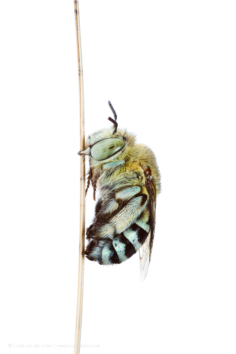 <!--Amegilla sp., Blue-banded bee-->